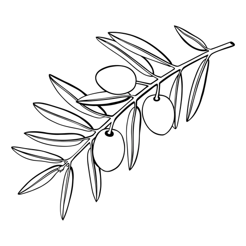 Olive tree branch with fruits and leaves illustration. Mediterranean plant outline. Italian or Greek food ingredient line art. Countered vector illustration isolated on white background. 